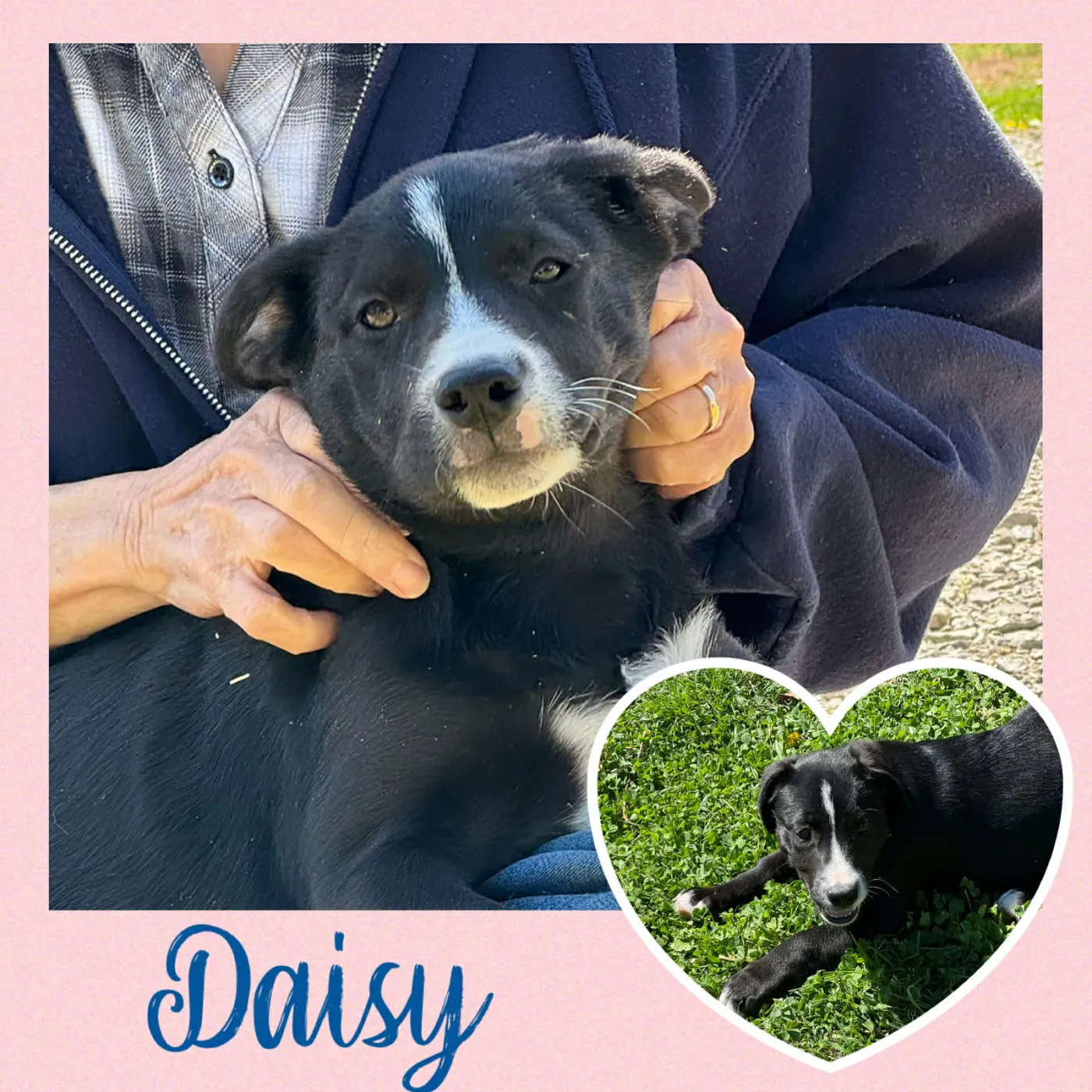 Daisy - Photo 1