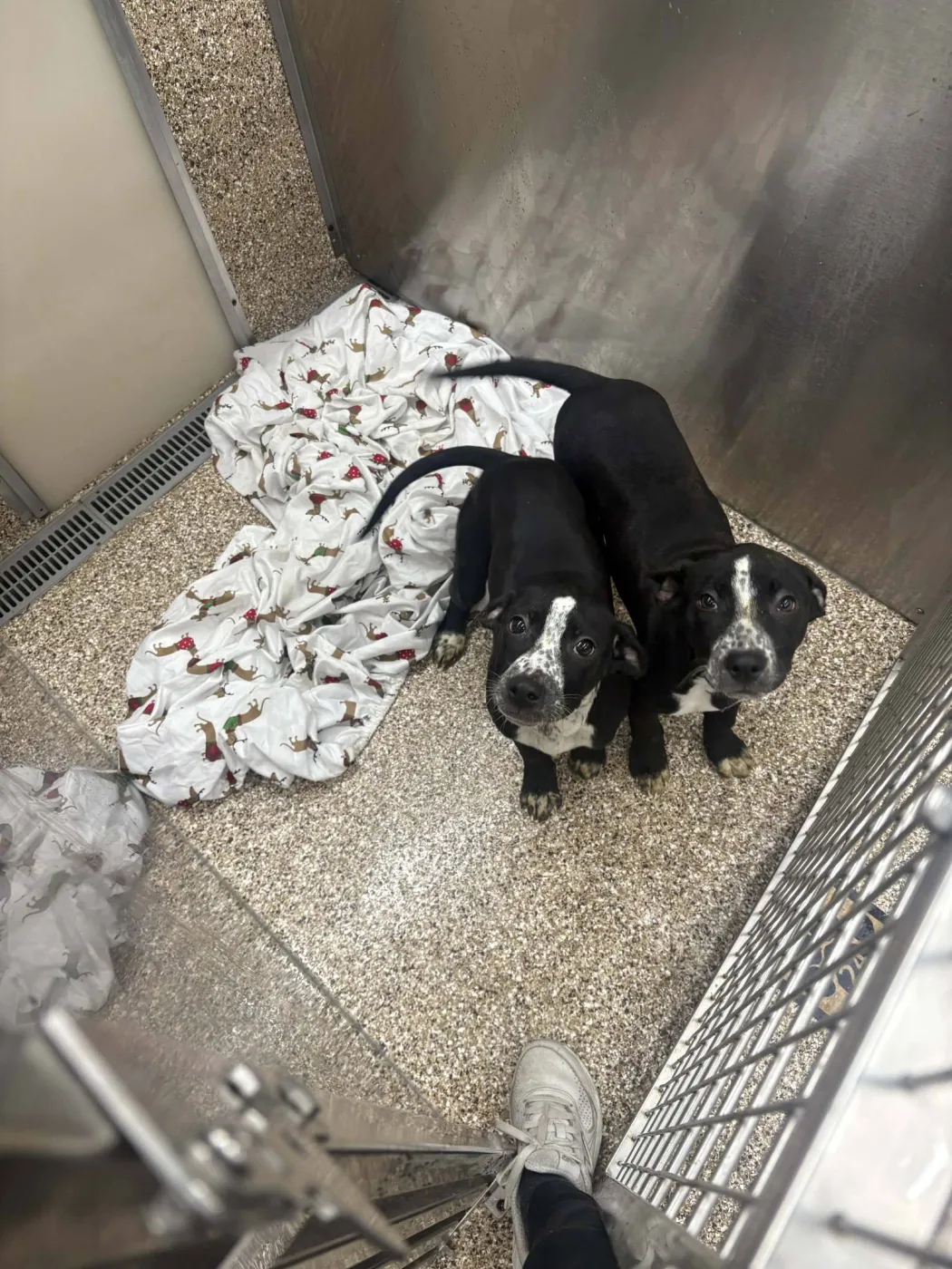 Heeler Lab Pup - Photo 1