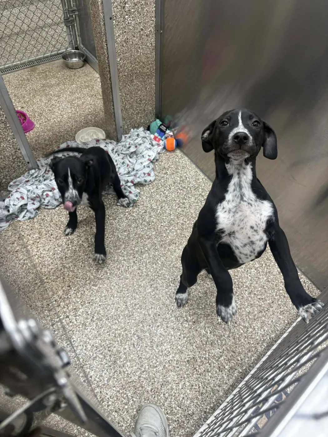 Heeler Lab Pup - Photo 2