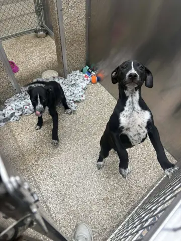 Heeler Lab Pup thumbnail 2