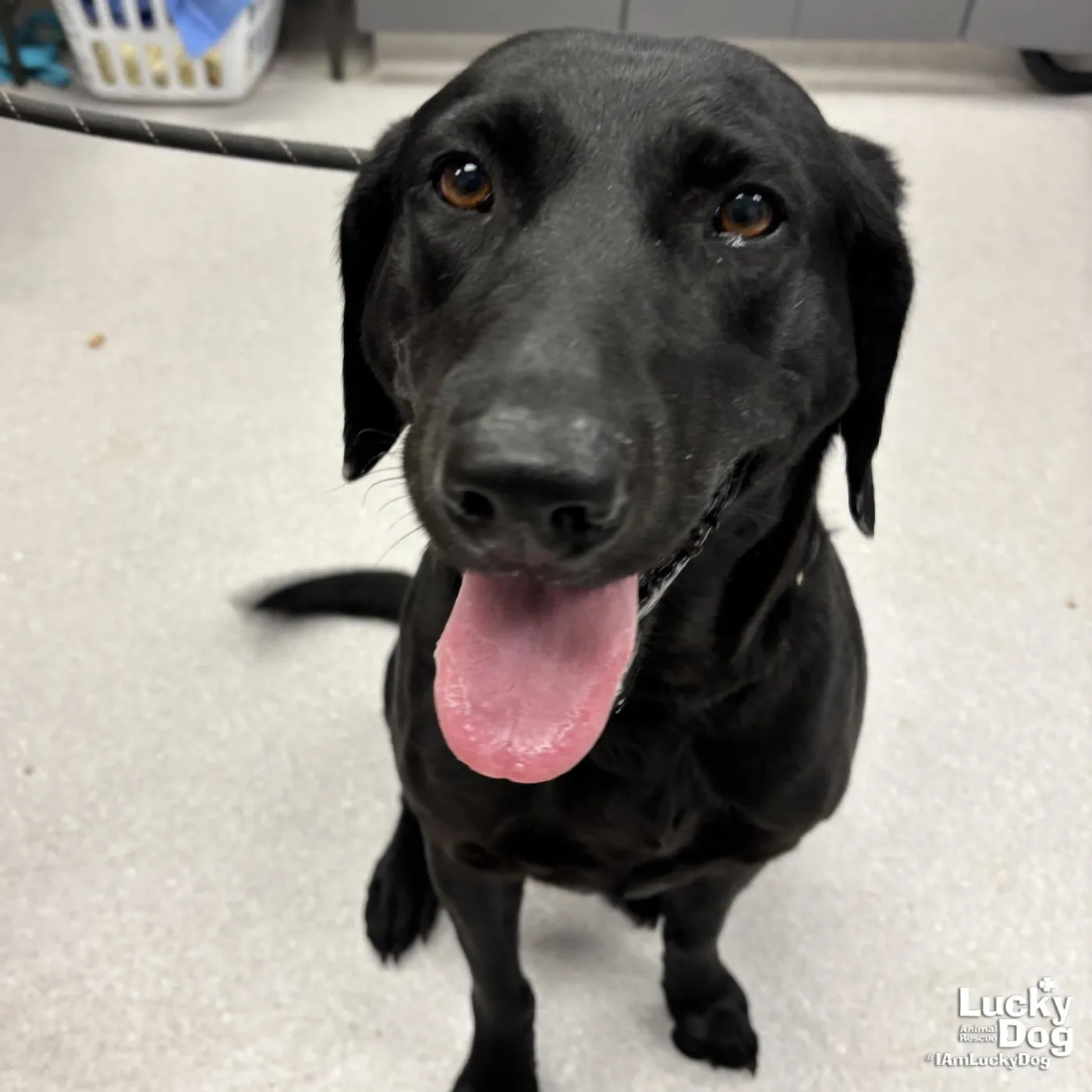 Georgia O'Keefe - Photo 1