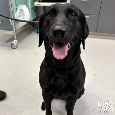 Georgia O'Keefe thumbnail 2