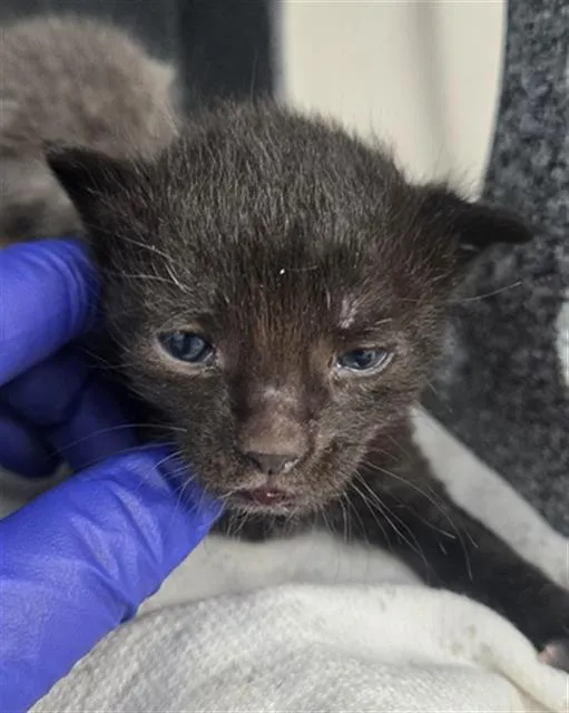 Vinagrette - Photo 1