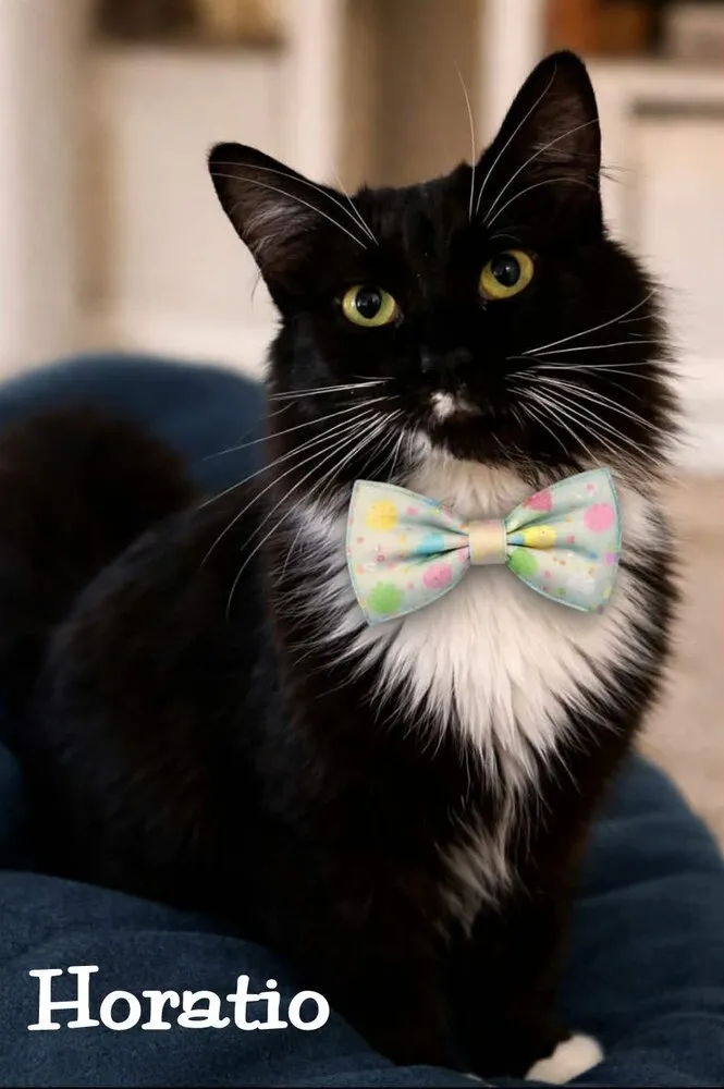 Horatio - Photo 1