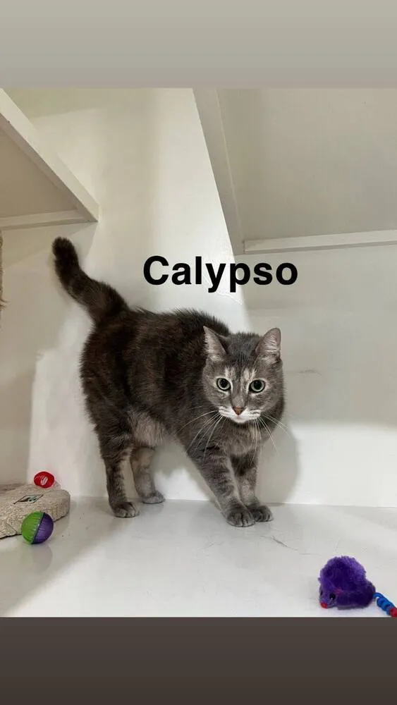 Calypso - Photo 2