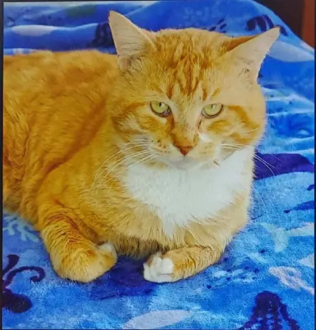 Marmalade thumbnail 2