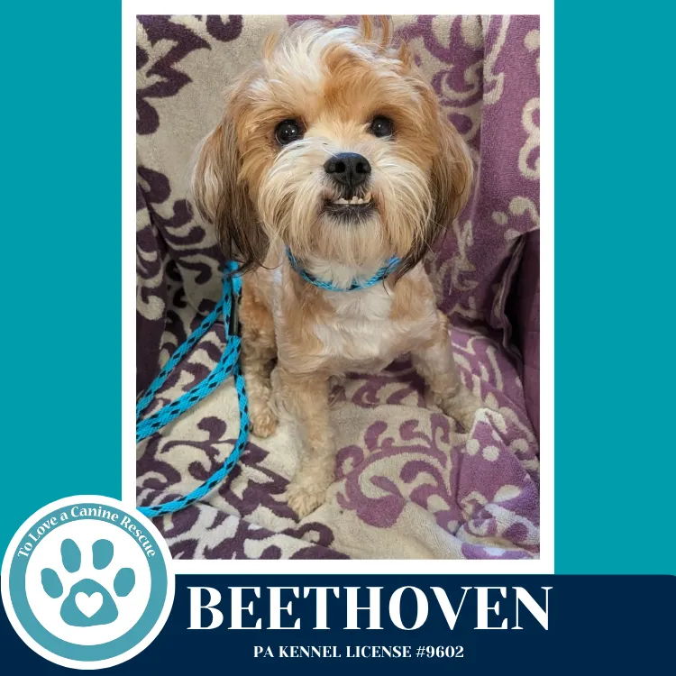 Beethoven - Photo 1