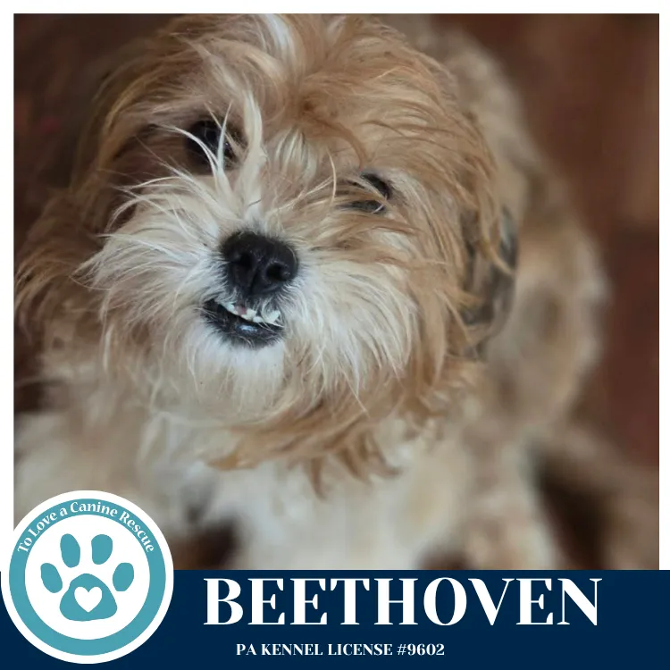Beethoven - Photo 2