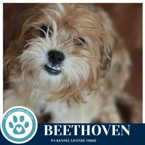 Beethoven thumbnail 2