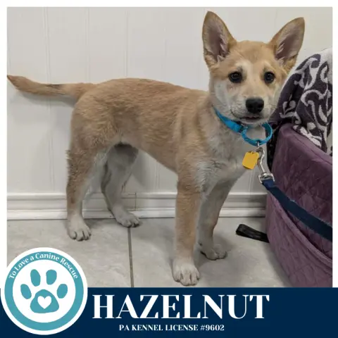 Hazelnut thumbnail 2