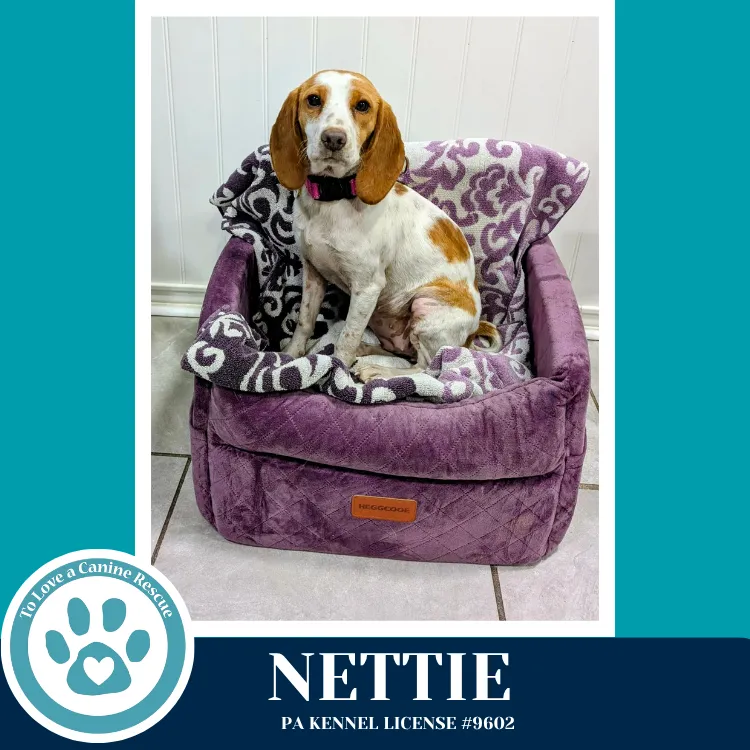 Nettie - Photo 1
