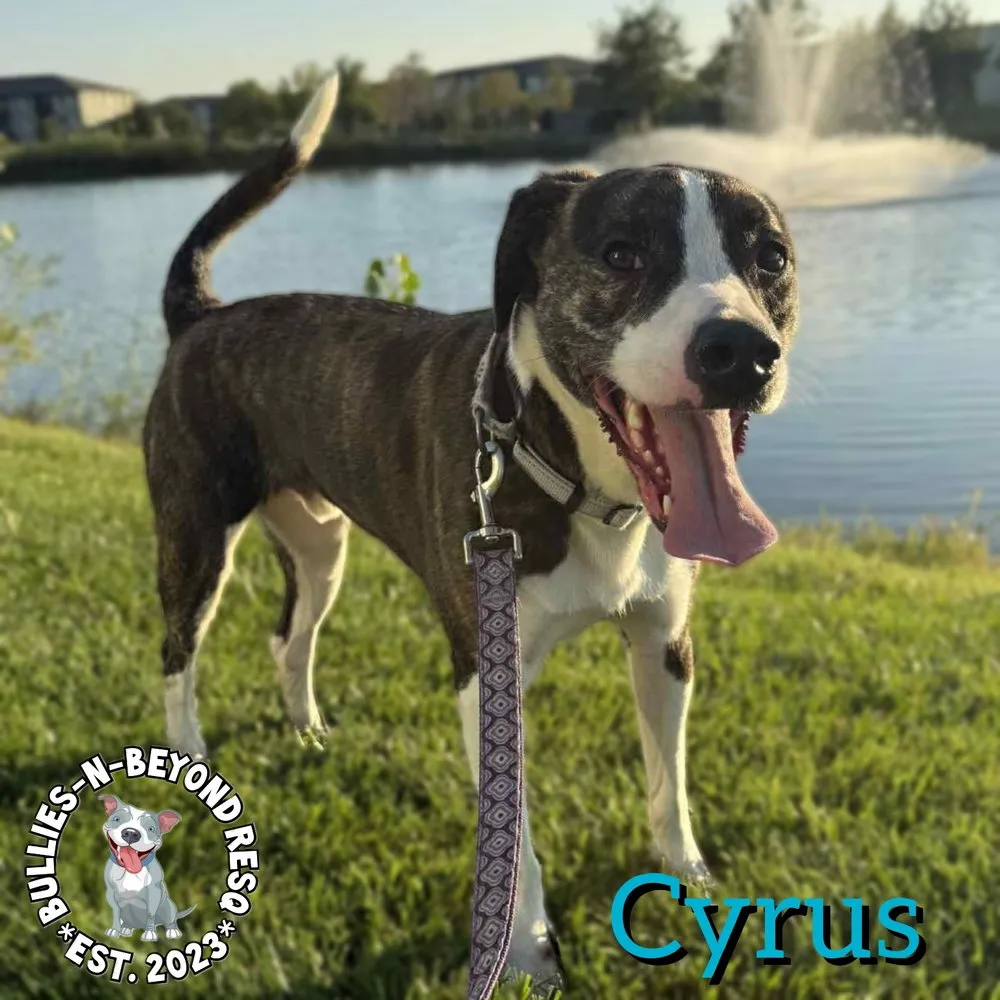 Cyrus - Photo 1