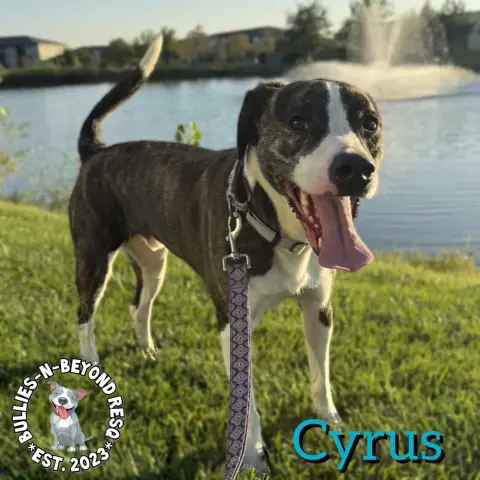 Cyrus