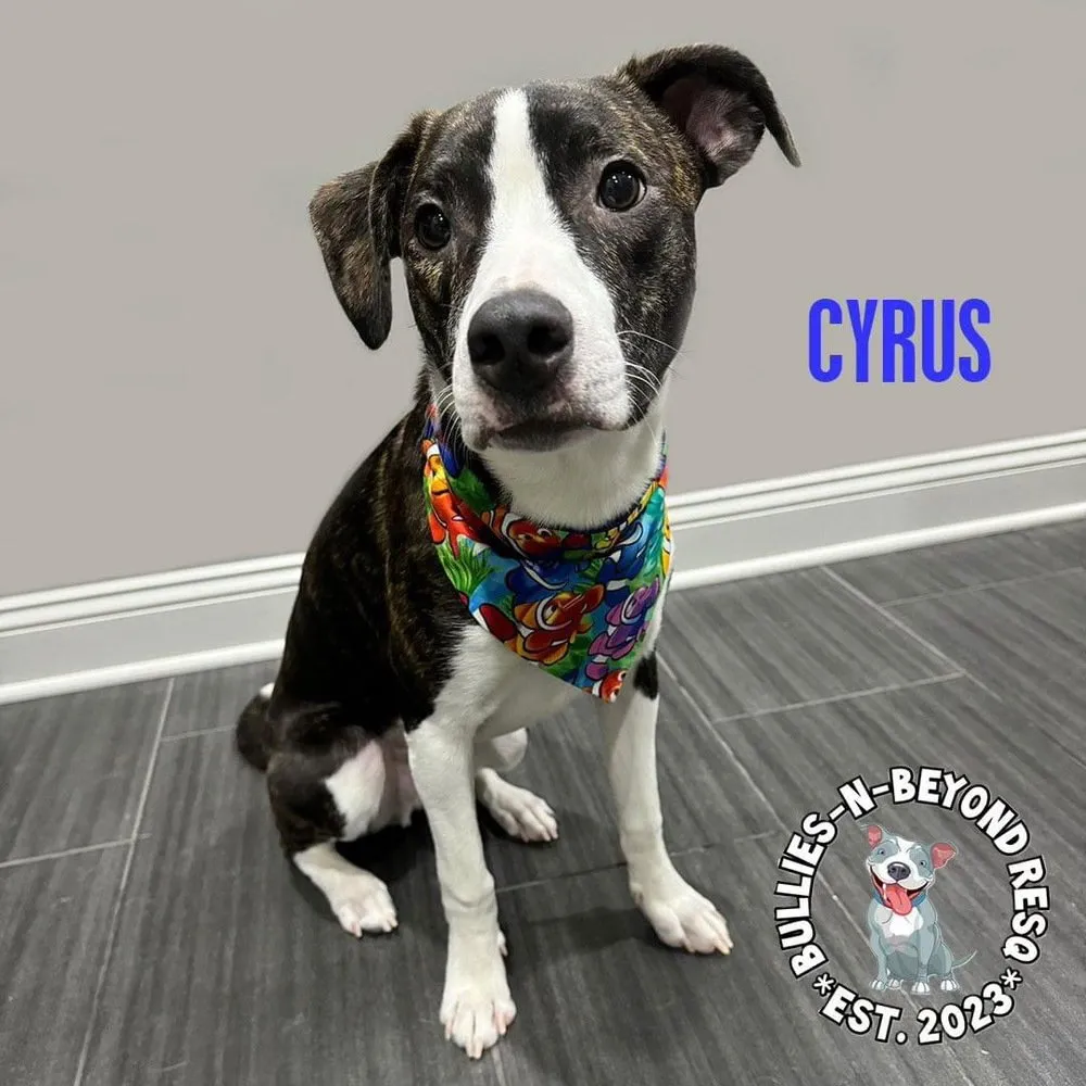 Cyrus - Photo 2