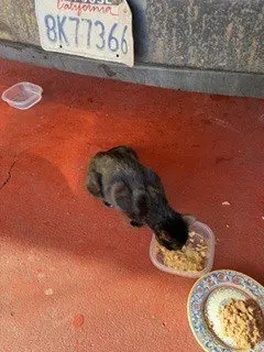 Amber Eyes thumbnail 2