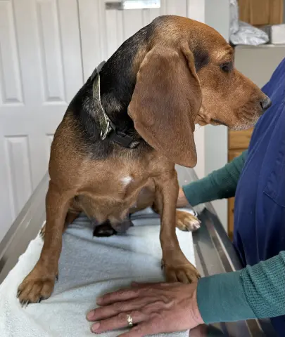 Marigold thumbnail 2