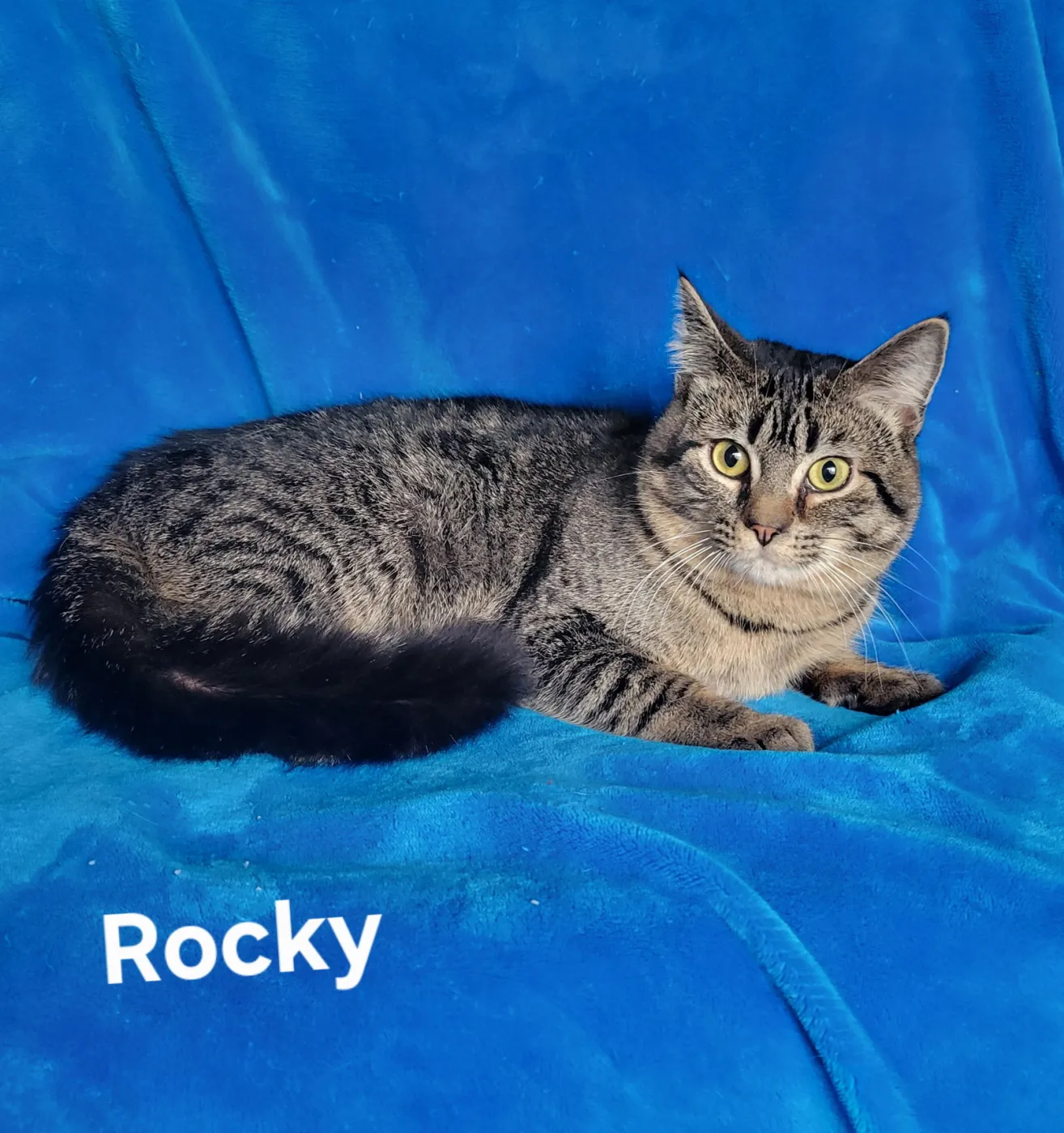 Rocky - Photo 1