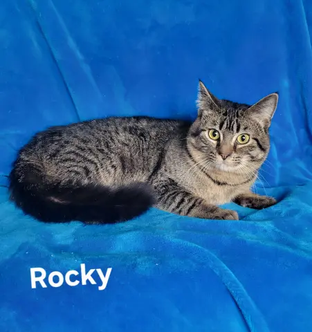 Rocky