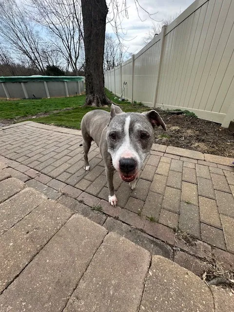 Betty Boop - Photo 2