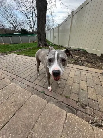 Betty Boop thumbnail 2