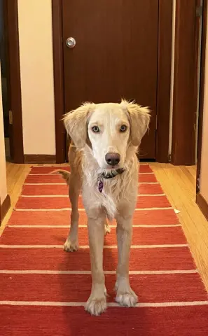 Honeysuckle thumbnail 2