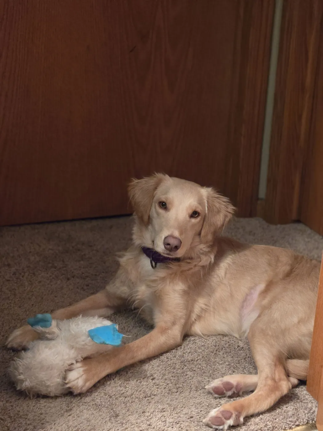 Honeysuckle - Photo 4