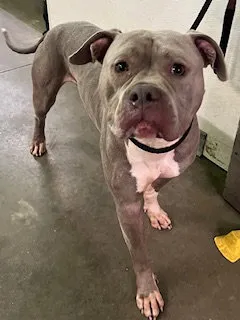 Whiskey Pete - Photo 1