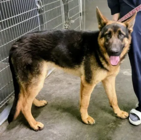 King George - Photo 1