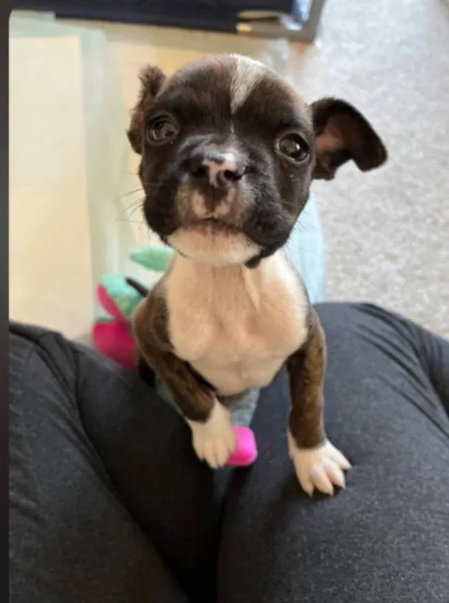 Jack Frost - Photo 1