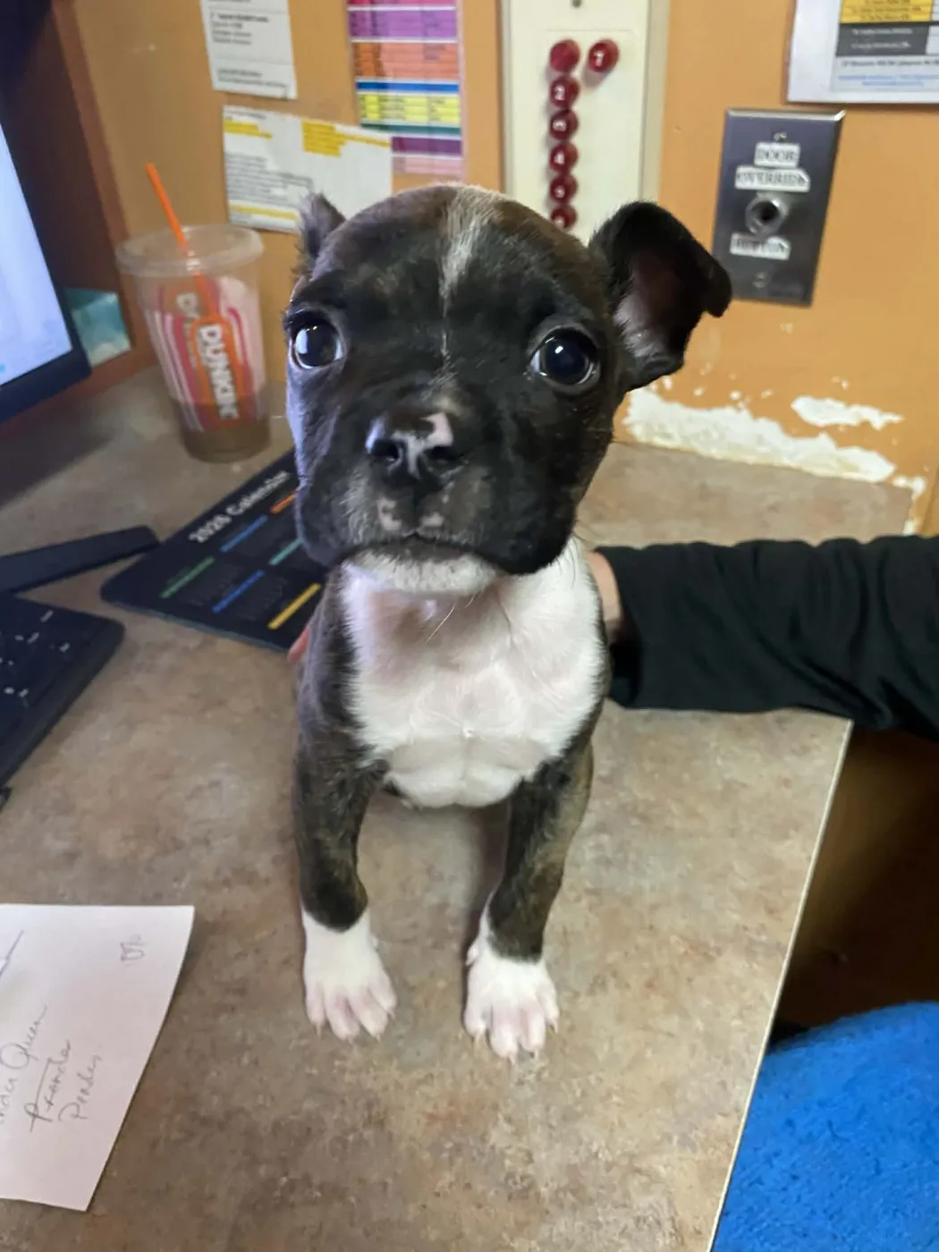 Jack Frost - Photo 2