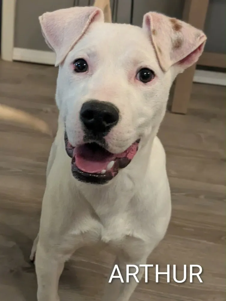 Arthur Bee - Photo 2