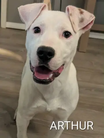 Arthur Bee thumbnail 2