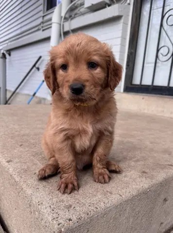 Chernomaz thumbnail 2