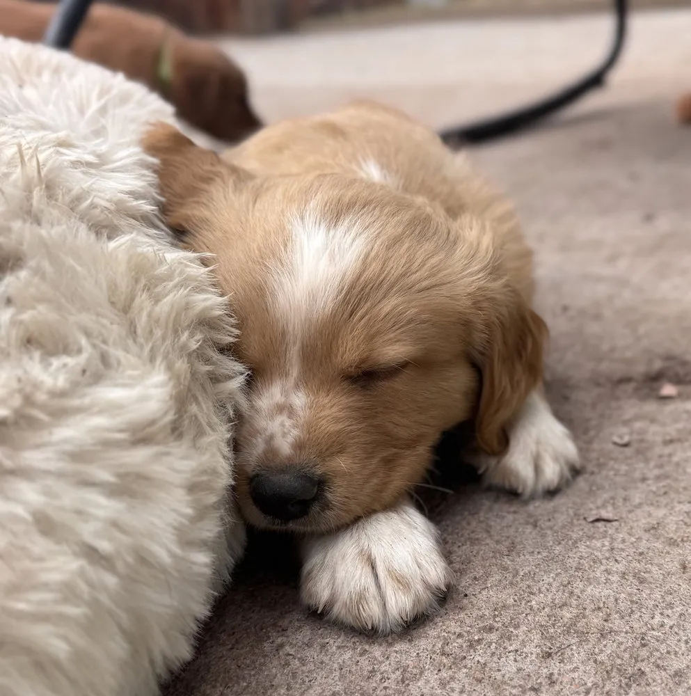 Cheveldayoff - Photo 2