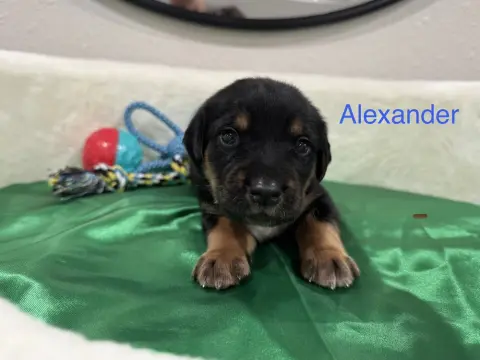 Clemensen thumbnail 2