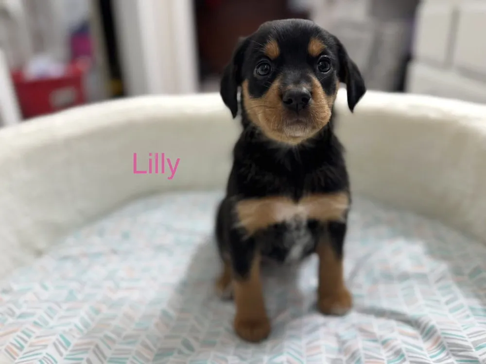 Lilly - Photo 1