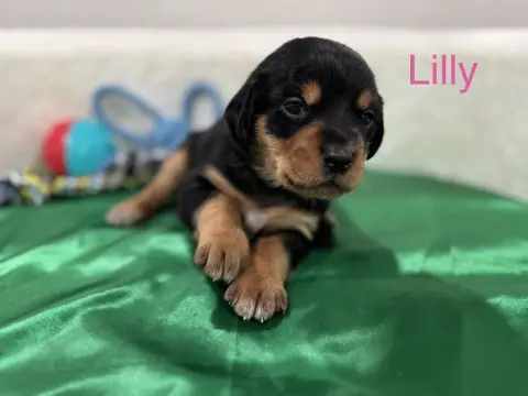 Lilly thumbnail 2