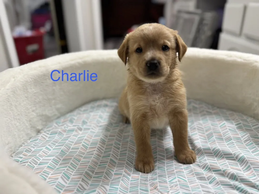 Charlie - Photo 1