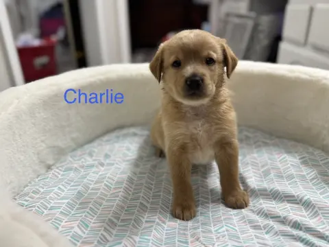 Charlie