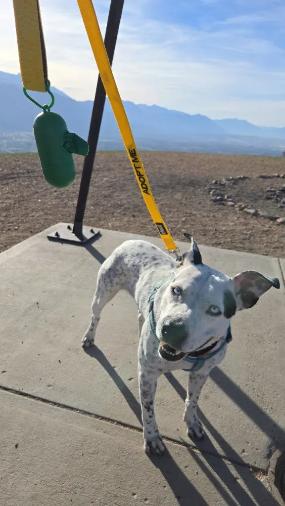 Blue Cheese - Photo 2