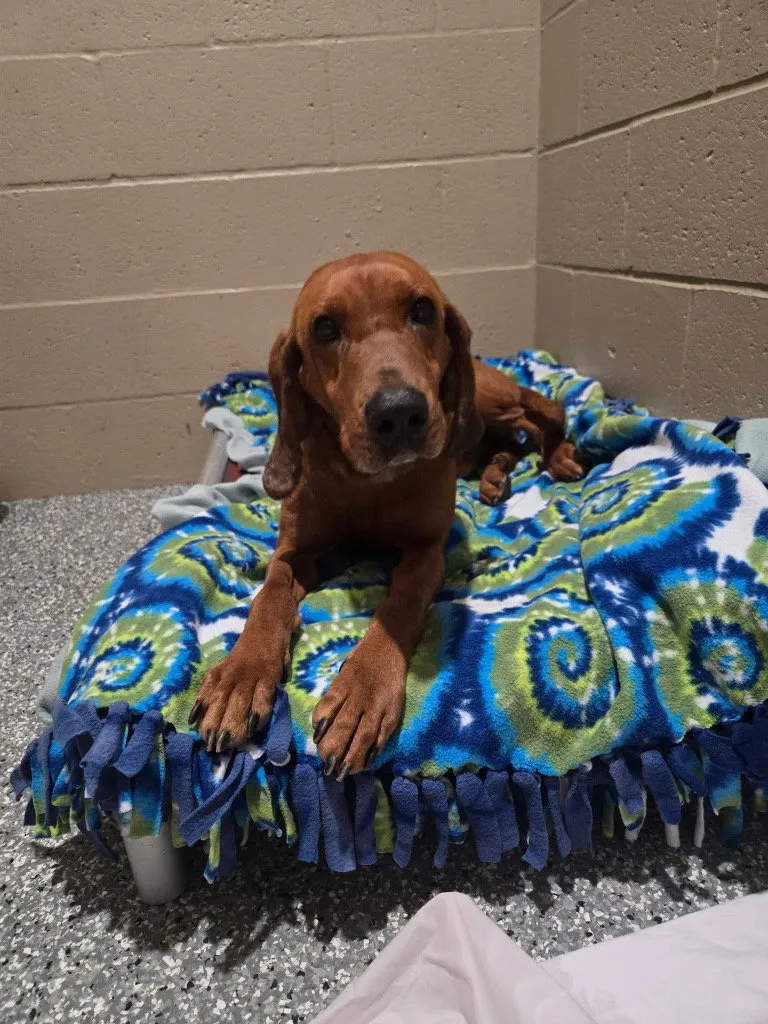 Huckleberry - Photo 1