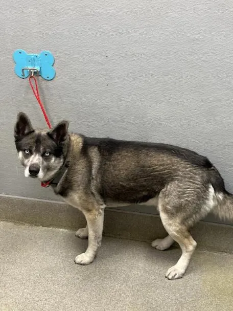 Buddy Blu Eyes - Photo 1