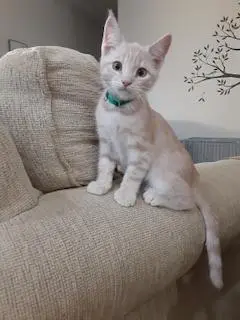 Casanova thumbnail 4