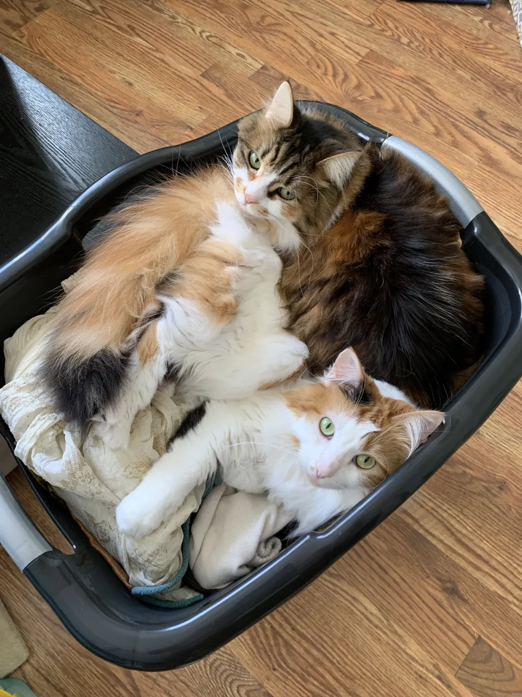 Tilly & Willow - Photo 1