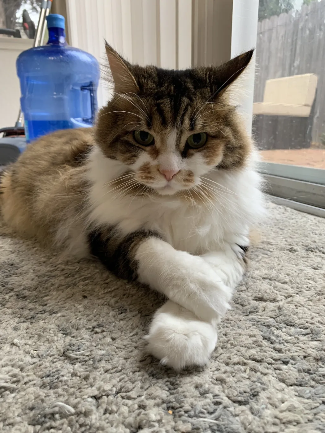 Tilly & Willow - Photo 2