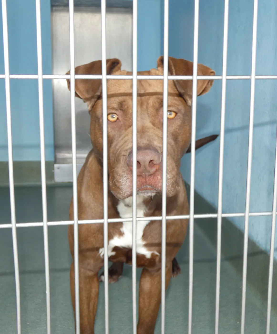 Chocolatte - Photo 2