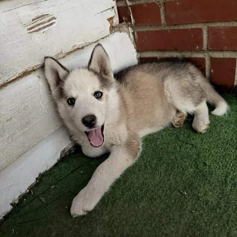 Princess Leia - Photo 1