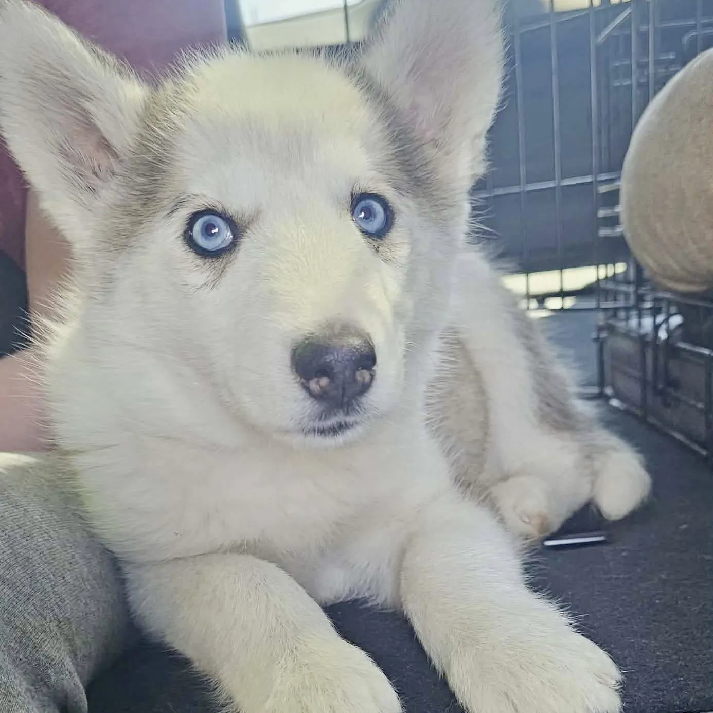 Princess Leia - Photo 2