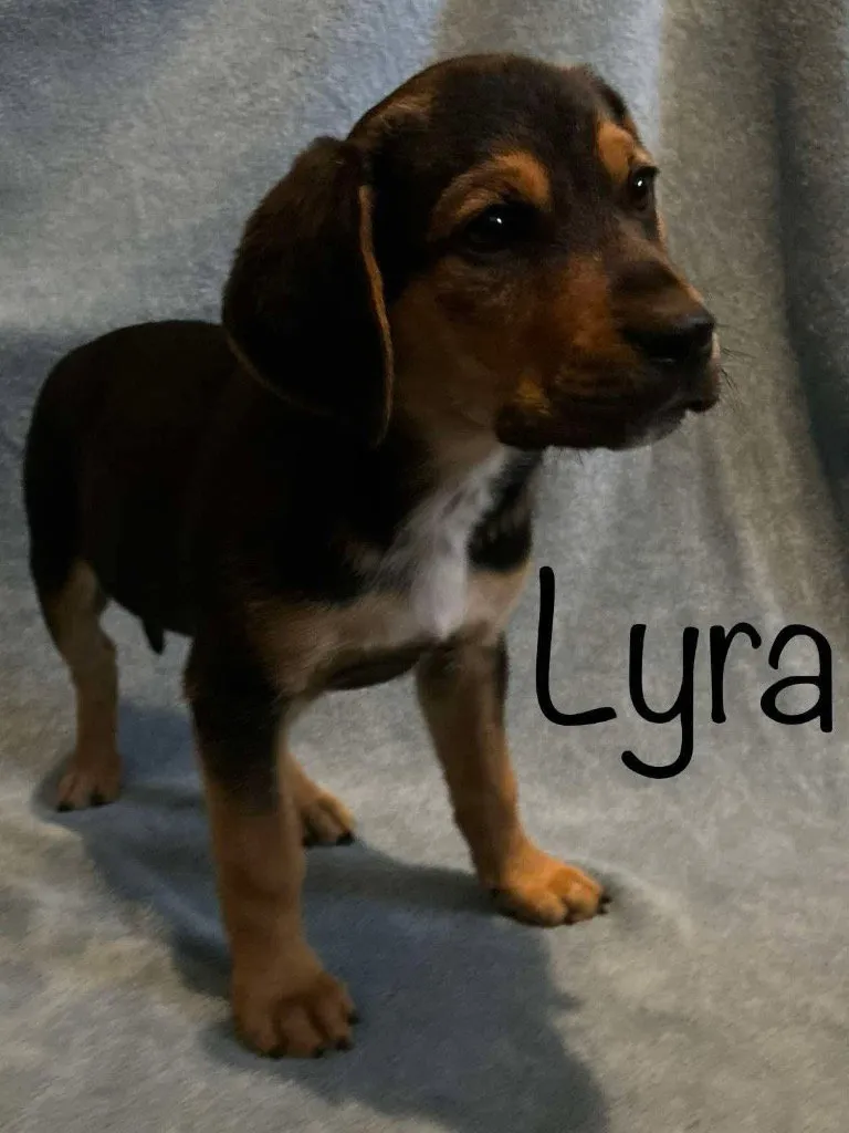 Lyra - Photo 2
