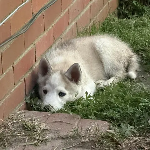 Luke Skywalker thumbnail 2